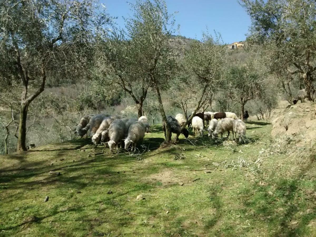 Agriturismo Borgo Mocale Castelfranco di Sopra Eksteriør bilde
